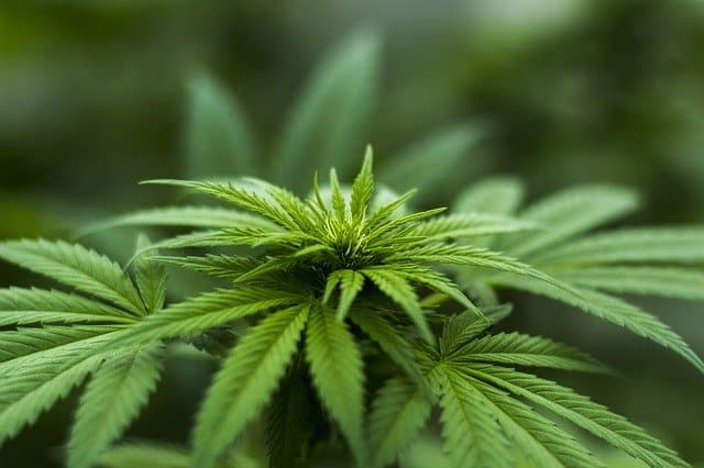 investeren cannabis aandelen