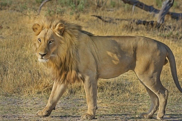 beleggen zuid afrika